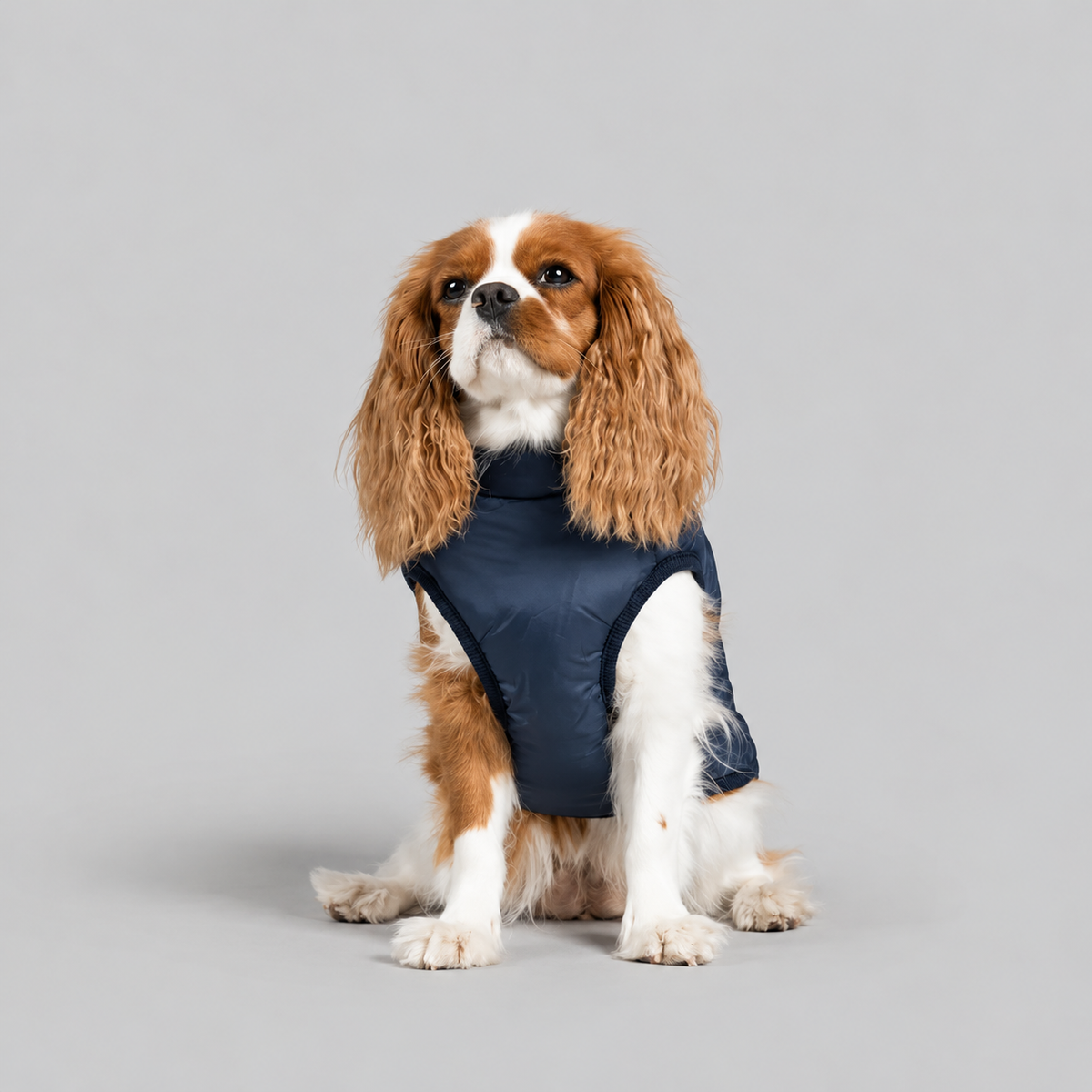 Manteau imperméable pour chien – Protection contre la pluie et le vent