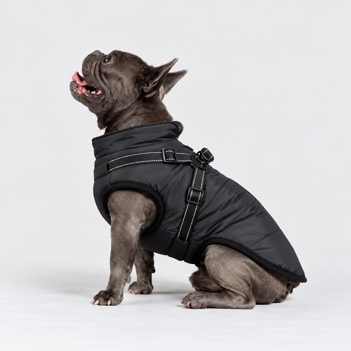 Manteau imperméable pour chien – Protection contre la pluie et le vent