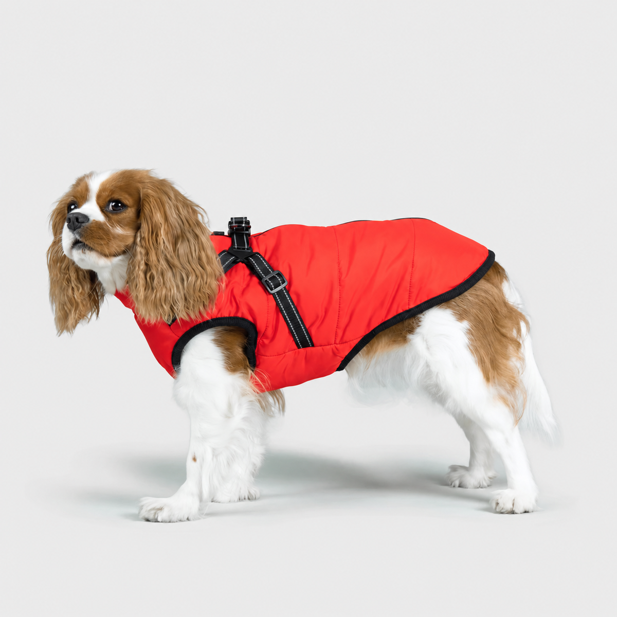 Manteau imperméable pour chien – Protection contre la pluie et le vent