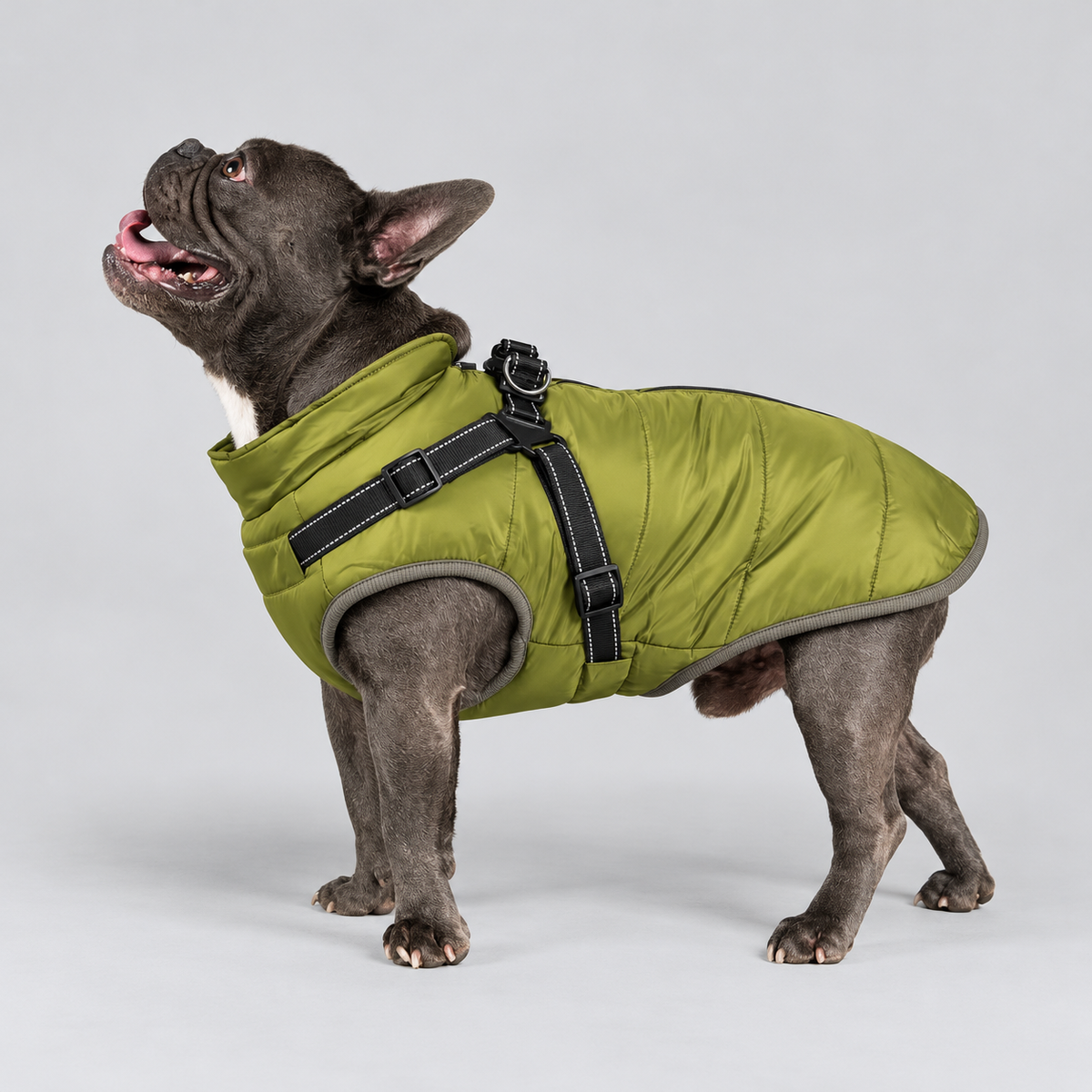 Manteau imperméable pour chien – Protection contre la pluie et le vent