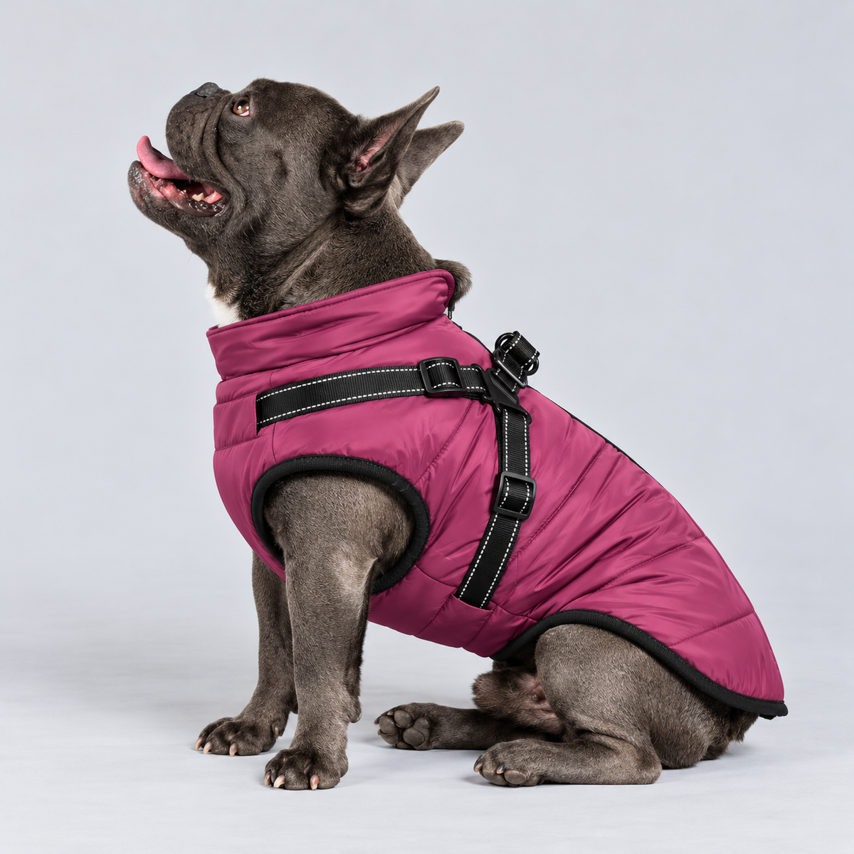 Manteau imperméable pour chien – Protection contre la pluie et le vent