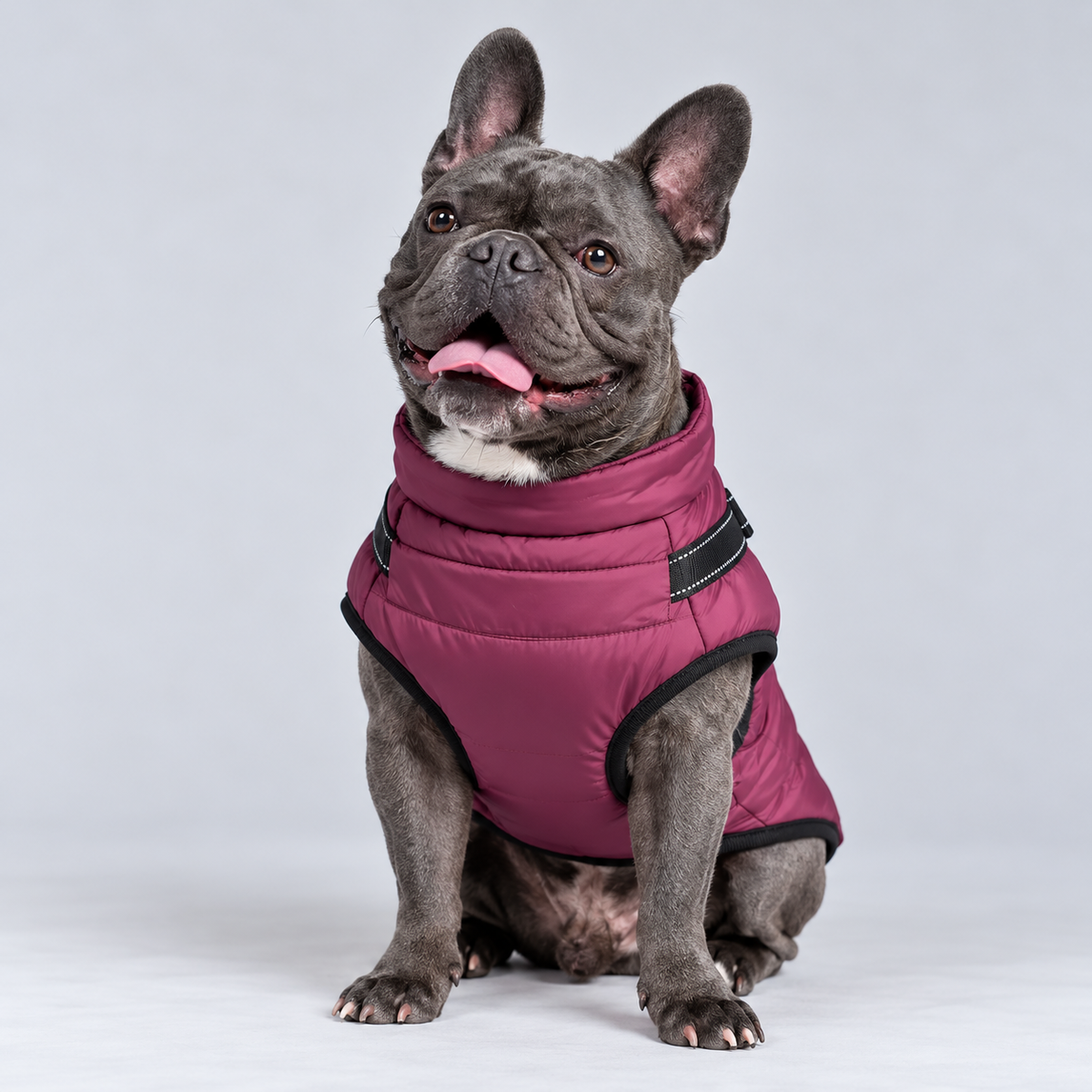 Manteau imperméable pour chien – Protection contre la pluie et le vent